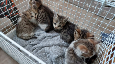 Illustration : Des locataires s’inquiètent en découvrant une chatte et ses petits dans les combles de leur immeuble