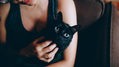 Illustration : "Un chat disparait pendant 2 ans, mais ses propriétaires ont bien fait de ne jamais perdre espoir"