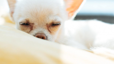 Illustration : Un nouveau test révolutionnaire conçu pour détecter précocement le cancer chez les chiens