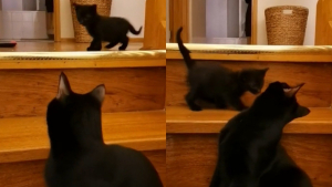 Illustration : "Cette chatte aidant son chaton à descendre les escaliers fait fondre le cœur des internautes (vidéo)"