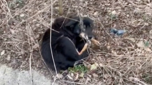 Illustration : "Abandonnée en lisière de forêt, cette chienne a attendu 7 jours que ses maîtres reviennent (vidéo)"