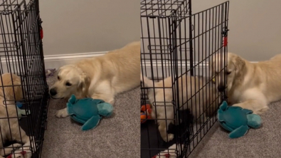 Illustration : Ce chiot, en plein apprentissage de la cage, peut compter sur son grand frère Golden Retriever pour le sortir de là ! (vidéo)