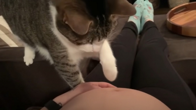 Illustration : Le tendre geste de ce chat, qui comprend que sa propriétaire attend un bébé (vidéo)