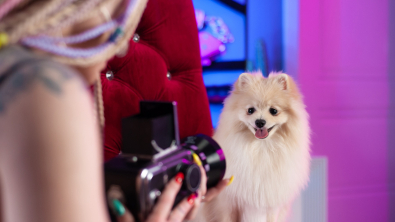 Illustration : "Pourquoi et comment faire passer un casting à votre chien ?"