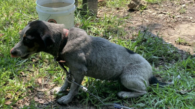 Illustration : "Une chienne découverte abandonnée dans son jardin, des mois après le décès de son propriétaire (vidéo)"