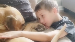 Illustration : "Un garçon de 7 ans économise de l’argent pour adopter un chien maltraité par ses anciens propriétaires (vidéo)"