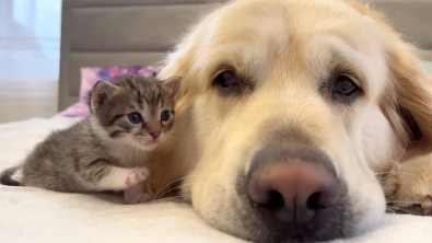 Illustration : "Un minuscule chaton fait tout son possible pour attirer l’attention d’un Golden Retriever un peu boudeur (vidéo)"