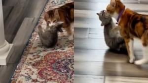 Illustration : "Une mère chatte tente de transporter son petit par la peau du cou, omettant qu’il est déjà bien grand ! (vidéo)"