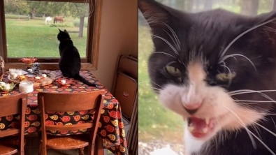 Illustration : "Un chat se plaint bruyamment de devoir attendre son frère canin, toujours en retard pour le petit-déjeuner (vidéo)"