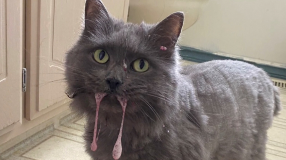 Illustration : Sa chatte tombe gravement malade, mais elle n’a pas l’argent pour avancer les frais vétérinaires (vidéo)