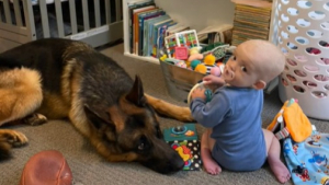 Illustration : "Un Berger Allemand prend plaisir à jouer avec le bébé de la maison (vidéo)"