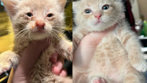 Illustration : "Ce chaton rescapé a compris qu’il pouvait désormais manger à sa faim, et bien plus encore ! "