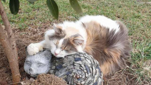 Illustration : "Cette féline âgée se blottit contre une pierre en forme de chat lors de ses siestes"