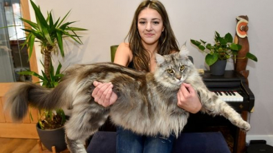 Illustration : "Ce chat est plus grand que la moitié des chiens et n’a même pas terminé sa croissance"