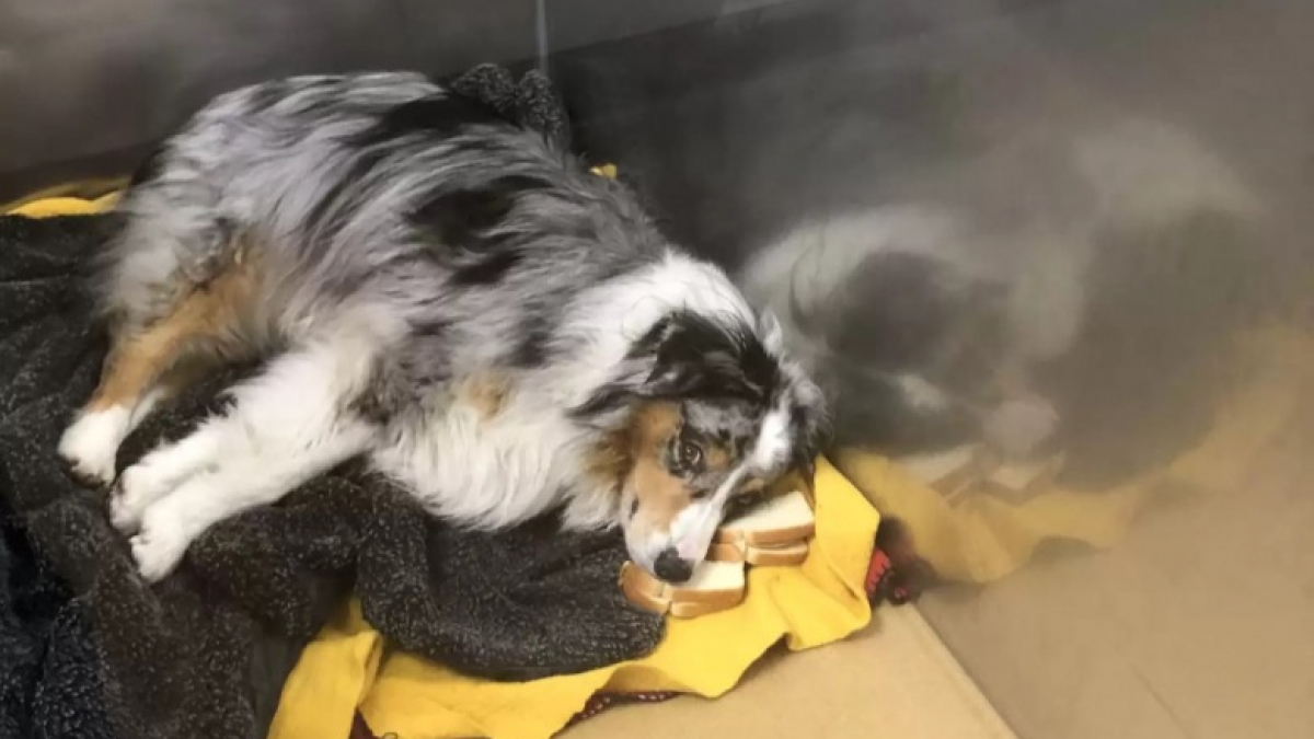 Ce chien hospitalisé refuse de manger les sandwichs qui contiennent son médicament et préfère
