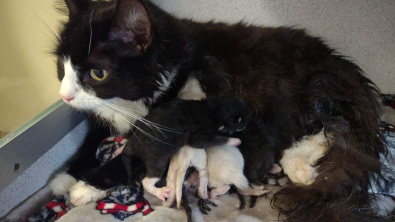 Illustration : "Une nouvelle vie pour une maman chatte et ses petits après un sauvetage audacieux lors d'une tempête"