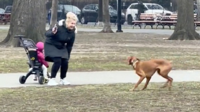 Illustration : "Le plaisir de ce chien est de demander à des inconnus de lui lancer sa balle dans le parc (vidéo)"
