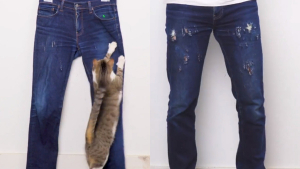Illustration : "Ce chat peut transformer le plus banal des jeans en une véritable pièce tendance ! (vidéo)"