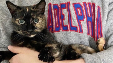Illustration : "Un félin sauvé de la rue et atteint du sida du chat est de retour à la case départ un an après son adoption (vidéo)"
