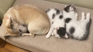 Illustration : "La chienne d’une famille d’accueil prend soin de 5 chatons récemment arrivés"