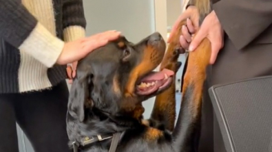 Illustration : "Ce chien est le plus heureux du monde quand sa maîtresse est obligée de l’emmener à une réunion de travail (vidéo)"