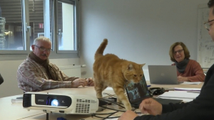 Illustration : "Une entreprise accueille des chats errants dans ses bureaux, pour le plus grand plaisir des employés"
