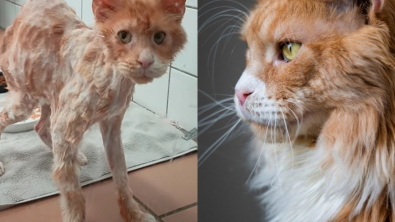 Illustration : Ce chat dans un état déplorable attire l’attention d’une bienfaitrice, qui tente de le sauver