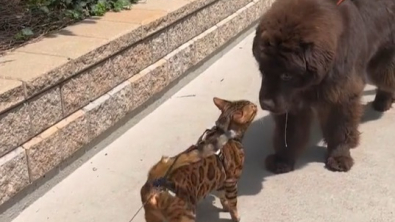Illustration : Voici Ace, un Bengal amoureux de tous les chiens ! (vidéo)
