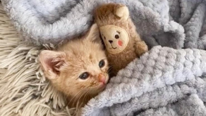 Illustration : "Ce chaton orphelin et malade s’endort chaque jour aux côtés de sa peluche réconfortante"