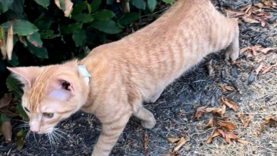 Illustration : "Un chat tente de sauter dans chaque voiture qu’il croise sur le parking d’un restaurant McDonald’s, recherchant désespérément de l’aide"