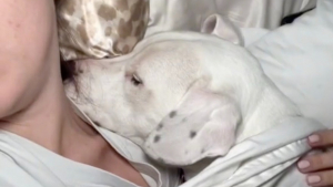 Illustration : "Une chienne simule le sommeil pour pouvoir rester dans le lit de sa maman plutôt que d’être envoyée au panier (vidéo)"