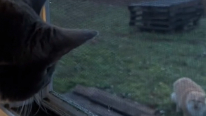 Illustration : "2 chats qui ne se connaissent pas communiquent bruyamment à travers une fenêtre (vidéo)"