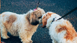 Illustration : "Les chiens ont maintenant leur « Tinder » pour trouver leur âme sœur de promenade "