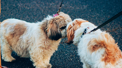 Illustration : "Les chiens ont maintenant leur « Tinder » pour trouver leur âme sœur de promenade "