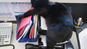 Illustration : "Un chat de bureau très apprécié des employés est déposé au refuge par une inconnue"