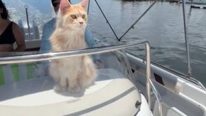 Illustration : "Découvrez Rocco, le chat marin qui part à l’aventure sur son bateau ou sa planche (vidéo)"