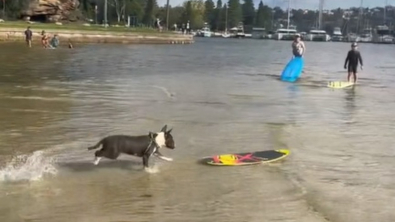 Illustration : "Le talent de ce Bull Terrier a de quoi rendre jaloux de nombreux surfeurs ! (vidéo)"