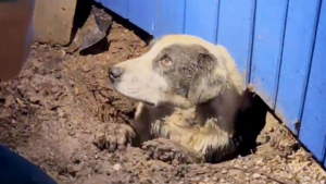 Illustration : "Un chien sauvé des décombres grâce au hasard lors d’un tournage d’émission télévisée"