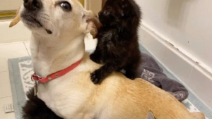 Illustration : "Des chatons orphelins trouvent du réconfort auprès d’une chienne dévouée"