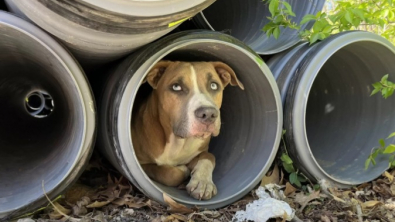 Illustration : "Des ouvriers voient un chien caché dans un tuyau et sont stupéfaits de ce qu’ils découvrent en s’approchant"