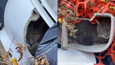 Illustration : "Découvert dans une cuvette de toilettes, au milieu des déchets, ce chat a accepté la main qu’on lui tendait"