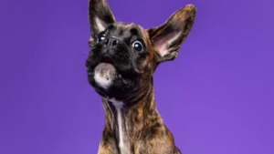 Illustration : "Ce Boxer ne tient pas en place lors de sa séance photo et les souvenirs qu’il laisse sont hilarants (vidéo)"