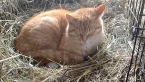 Illustration : "Voyant que la cane ne couve pas ses œufs, un chat se précipite pour se coucher dessus tous les jours (vidéo)"