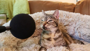 Illustration : "La chatte Bella détient officiellement le record du ronronnement le plus fort au monde !"