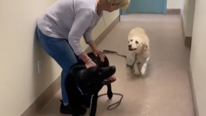 Illustration : "Deux Labradors seniors recueillis par un refuge réalisent quel avenir leur est réservé "