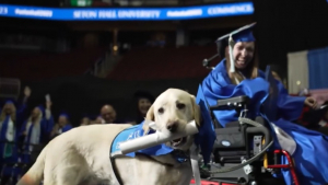 Illustration : "Un chien d’assistance félicité pour son assiduité aux côtés de maîtresse lors d’une cérémonie de remise des diplômes"