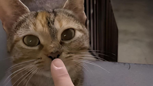 Illustration : "Peureuse et timide, cette chatte mystérieuse a accordé sa confiance à une inconnue après plusieurs mois (vidéo)"