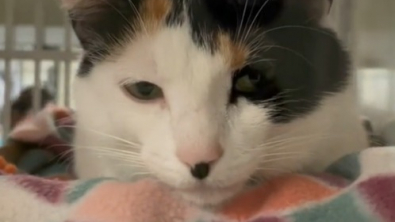 Illustration : Une deuxième chance bien méritée pour cette chatte abandonnée parce qu’elle perdait trop de poils