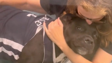 Illustration : Après plus de 6 mois passés au sein d’un refuge, cette chienne découvre la joie de pouvoir rejoindre un foyer (vidéo)