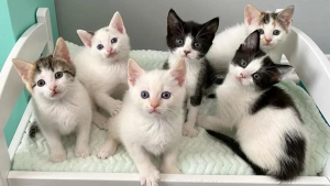 Illustration : "Suite à l’impossibilité de leur mère de les nourrir, ces 6 chatons ont rassemblé leurs forces pour s’en sortir"